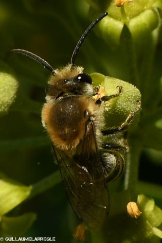 Réf. 273 292 : Colletes hederae